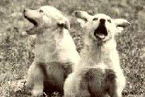 ФОТО НА КОНКУРС: передвиборна кампанія