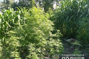 У Ковелі поліцейські виявили незаконні посіви конопель 