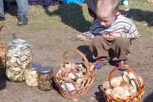 НЕБЕЗПЕКИ ГРИБНОЇ ПОРИ