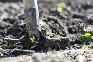 Українець розкопав могилу начальника, щоб переконатися в його смерті