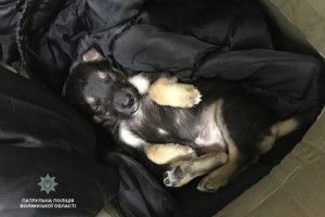 Волинські поліцейські врятували цуценятко
