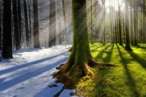 Погода на четвер, 10 лютого: як для зими – майже літо