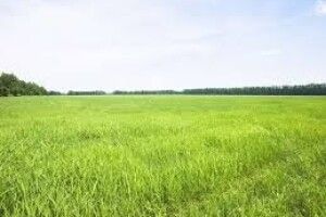 Прокуратура Рівненщини відстояла повернення у комунвласність землі вартістю понад 240 млн грн