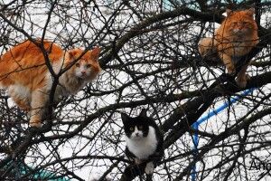 Прогноз погоди на вівторок, 17 березня: мінлива хмарність, без істотних опадів