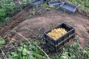 Через дії контрабандистів загинуло чотири сотні каченят