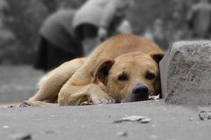 У Рожищах знайшовся той, хто буде відловлювати псів