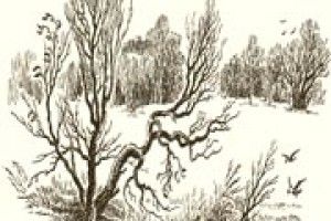 ПОГОДА: і знову січневий дощ