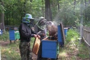 Бджолярі «Любомльського лісгоспу» викачали близько півтонни меду на своїх пасіках 