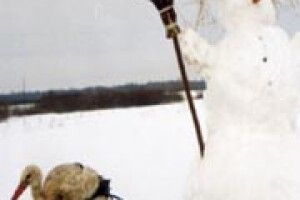 ПРИРОДА: лелека, який не літає у вирій