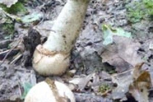 НАОДИНЦІ З ПРИРОДОЮ: веселка – гриб, який лікує