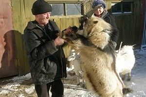 ВІКНО РУБРИКИ: за рік новий – по склянці козячого молока!