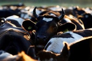 Баварським коровам суд Мюнхена дозволив і надалі носити дзвіночки