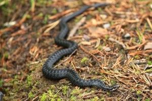 У Львові від укусу змії померла чотирирічна дівчинка