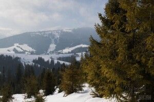 Кабмін обмежив суцільні рубки лісів у Карпатах