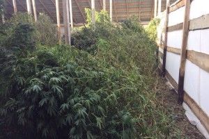 Хоч корову годуй – вилучено 5 тонн нарковмісних конопель!