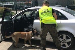У Польщі службовий пес знайшов гашишу на 2 мільйони злотих (фото, відео)