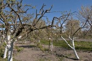 На Волині через квітневі морози постраждали фруктові дерева (Відео)