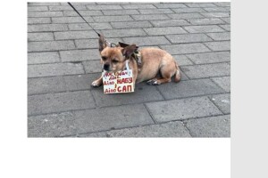 В обласному центрі Волині протестували проти диктаторського закону разом із домашніми тваринами