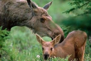Волинян закликали не заважати лосям та кабанам розмножуватися