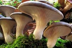 Гриби «вбивають» підступно