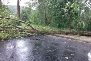 Сильна злива і повалені дерева: Україну накриває антициклон (Відео)