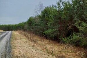 Лісу буде ще більше: на Волині громада передала 40 гектарів лісівникам