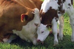 Будемо пити польське молоко? На Волині все менше і менше корів