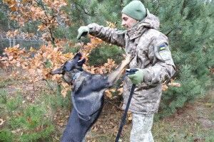 Носики-детектори: як собаки допомагають охороняти державні рубежі (Фото)