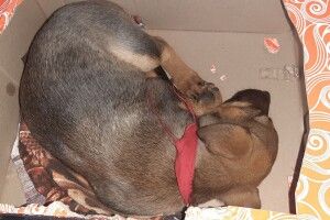 У Луцьку шукає компанію дрібна бандитка з хорошим апетитом (Фото)