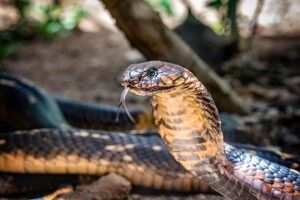 Чоловік убив дружину, підкинувши їй у ліжко живу кобру