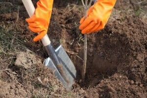 На Горохівщині крадуть-виривають із землі саджанці