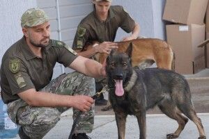 В якості гуманітарної допомоги з Європи на Волинь та Рівненщину прибудуть вівчарки 