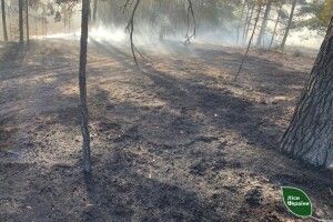 На Рівненщині внаслідок падіння ворожого дрона загорівся ліс