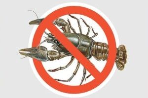 На водоймах Волині розпочинається заборона на вилов раків