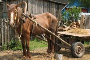 На Волині невідомі напали на віз селянина
