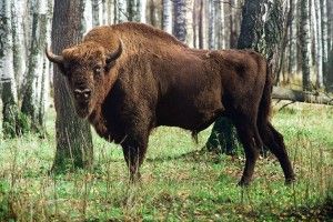 На Волині живе 16 зубрів