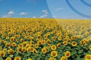 Завтра волинян попереджають про дощ та шквальний вітер