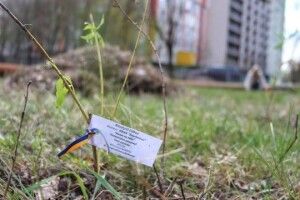 Висадили алею на честь політв'язнів та полонених Кремля
