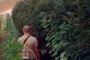 Вирощував коноплю серед огірків: затримали наркоділка