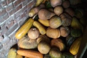 Пан Максим пожертвував луцьким песикам хуру гарбузів