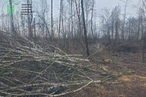 Понад мільйон гривень збитків: на Волині виявили масову вирубку дерев