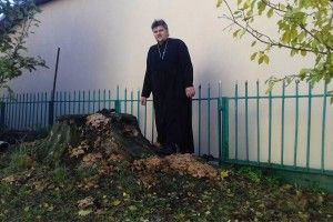 Горохівський священик косить опеньки просто попід церквою (фото)