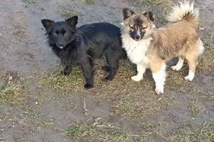 У Луцьку бажають познайомитися брюнетка та блондинка (Фото)