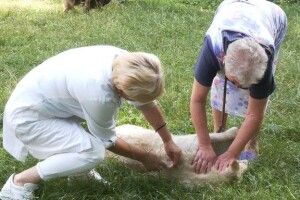 «Бажано намордник»: завтра у Рівному стартує масова вакцинація тварин