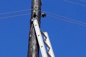 Ще такого не було: бійці ДСНС визволили з халепи дятла