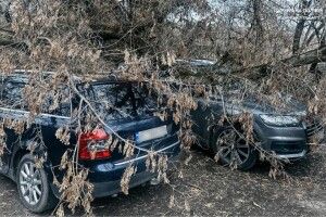 На Волині сильний вітер повалив дерева на автівки (Фото)