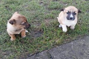 Тільки для жителів негазифікованих сіл: у Маневичах безплатно пропонують приголомшливих цуценят (фото)