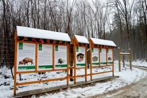 Вепрячий рай під Ківерцями створили лісівники Волині (Фото)