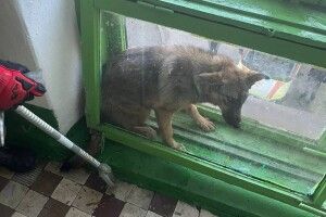 На Рівненщині пса дістали... з віконної рами (Фото)