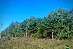 Самосійні насадження на Волині починають набувати статусу державних лісів